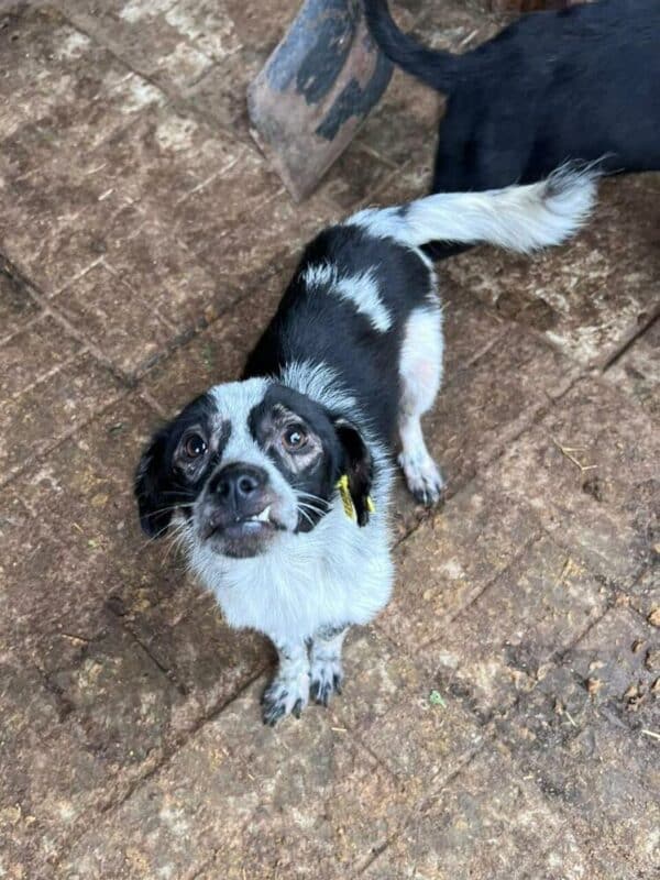 ARCHIBALD (♂) - ausgereist zu Second chance dogs – Bild 4