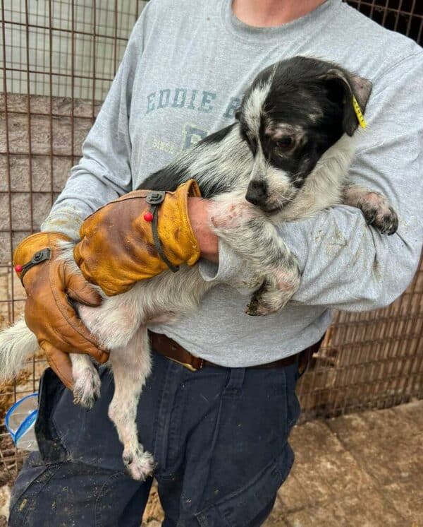 ARCHIBALD (♂) - ausgereist zu Second chance dogs – Bild 7