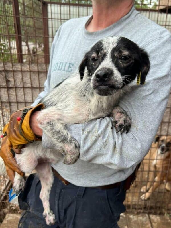 ARCHIBALD (♂) - ausgereist zu Second chance dogs