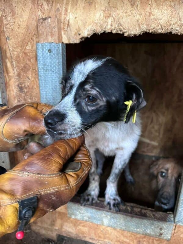 ARCHIBALD (♂) - ausgereist zu Second chance dogs – Bild 2