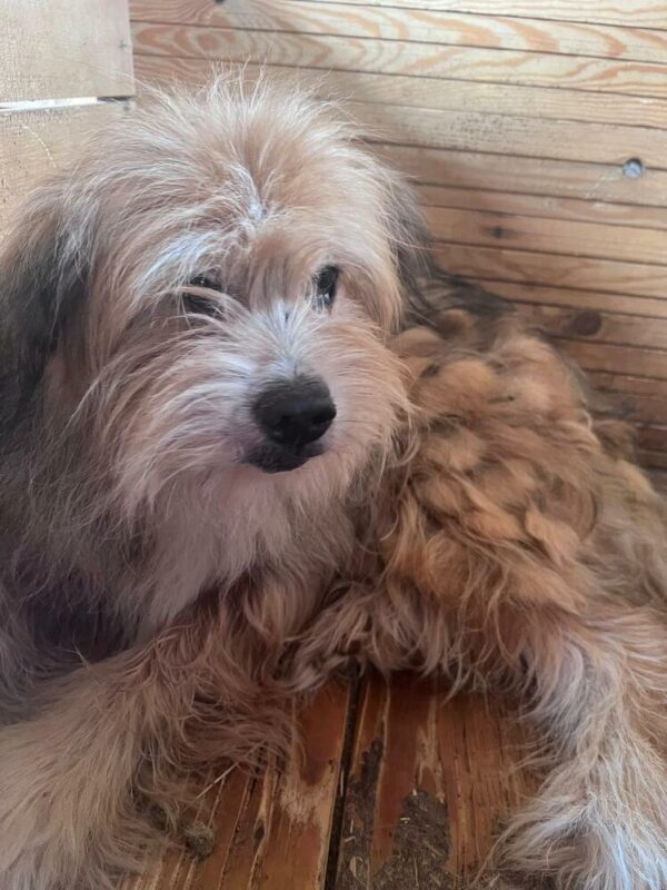 SCRUBBY (♂) - ausgereist zur Hundescheune Fläming – Bild 3