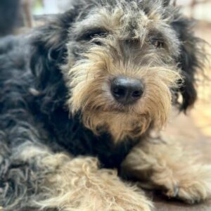 CALOTTA (♀) - reserviert Mihaela DR - ausgereist 20.12.24