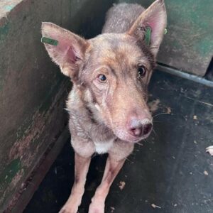 KASHTANI (♀) - sehr dünn (08/24) - ausgereist zur Tierhilfe Lebenswert DR 06.12.2024