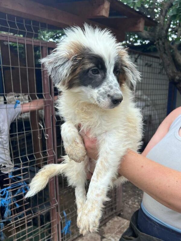 DINE (♀) - ausgereist zur Schäferhund Rettung e.V. – Bild 2