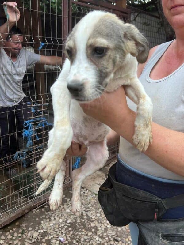 ANCHO (♂) - ausgereist zu Second chance dogs – Bild 4