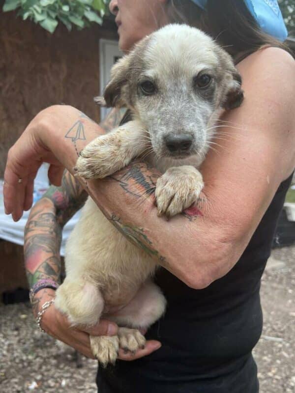 KIWI (♀) - reserviert Tierhilfe Lebenswert DR - vermittelt – Bild 6