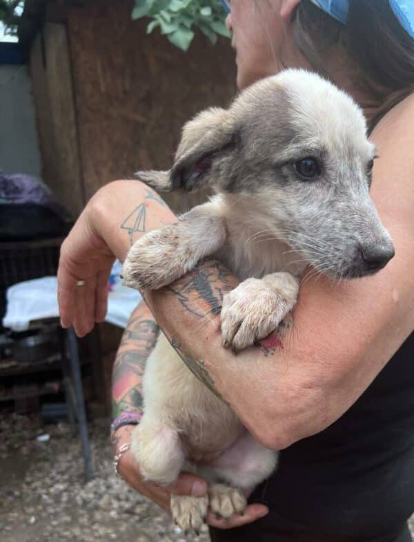 KIWI (♀) - reserviert Tierhilfe Lebenswert DR - vermittelt – Bild 4