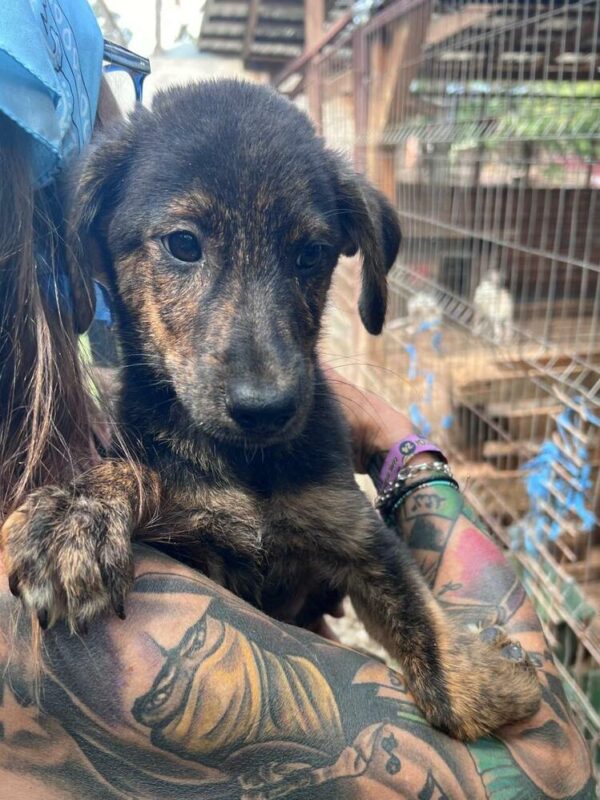 BRINDLE (♂) – ausgereist zur Schäferhund Rettung e.V. – Bild 5