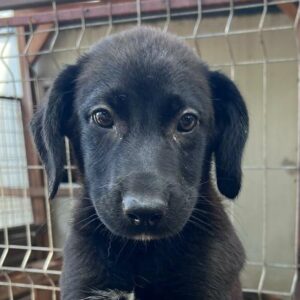 REED (♂) - ausgereist zur Schäferhund Rettung e.V.