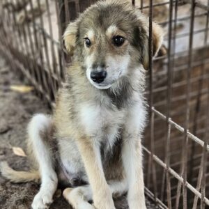 SCHNUFFEL (♂)  - ausgereist zu Vierbeiner in Not