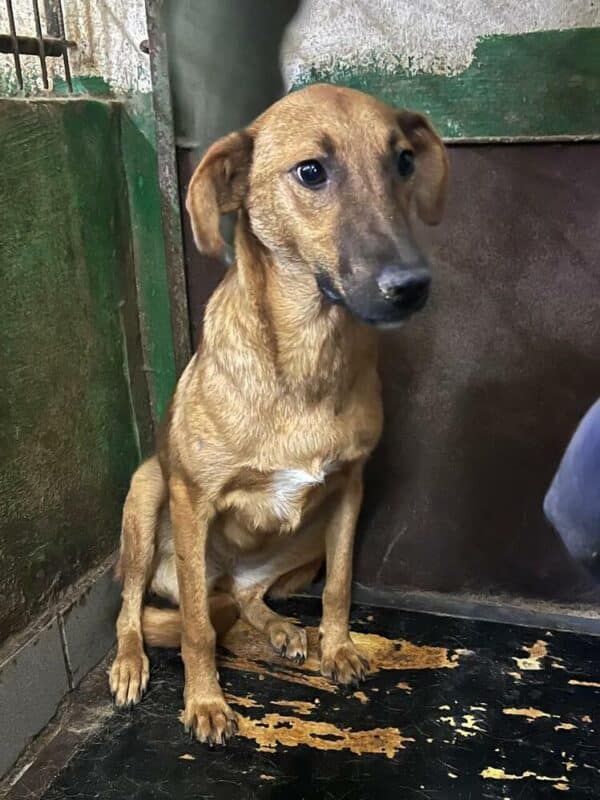 RIEMA (♀) - reserviert Tierhilfe Lebenswert DR - vermittelt – Bild 10