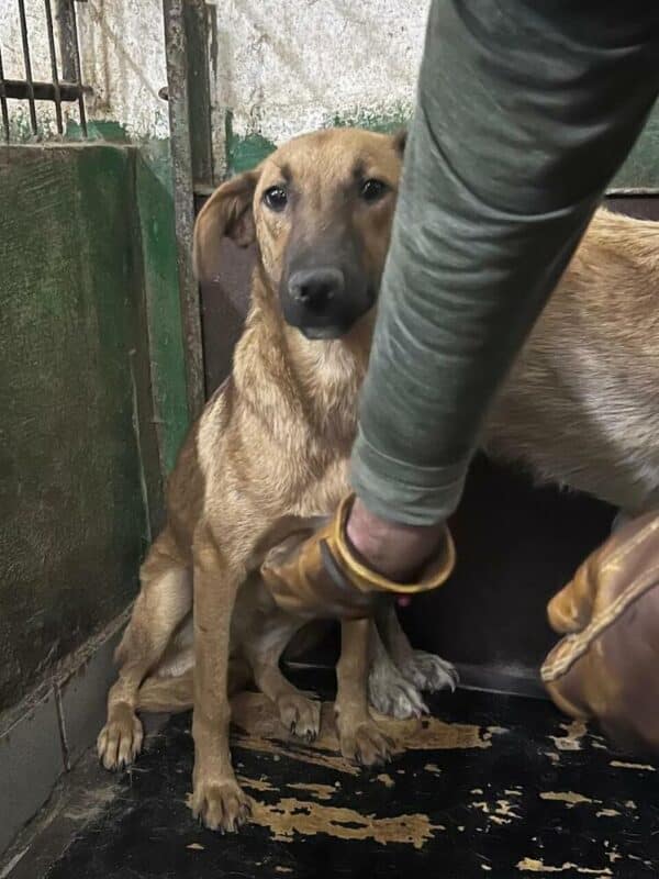 RIEMA (♀) - reserviert Tierhilfe Lebenswert DR - vermittelt – Bild 11