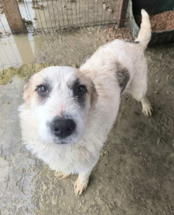 TASHIMA (♀) - ausgereist zu Tiere in Not Odenwald e.V. (PM) – Bild 12