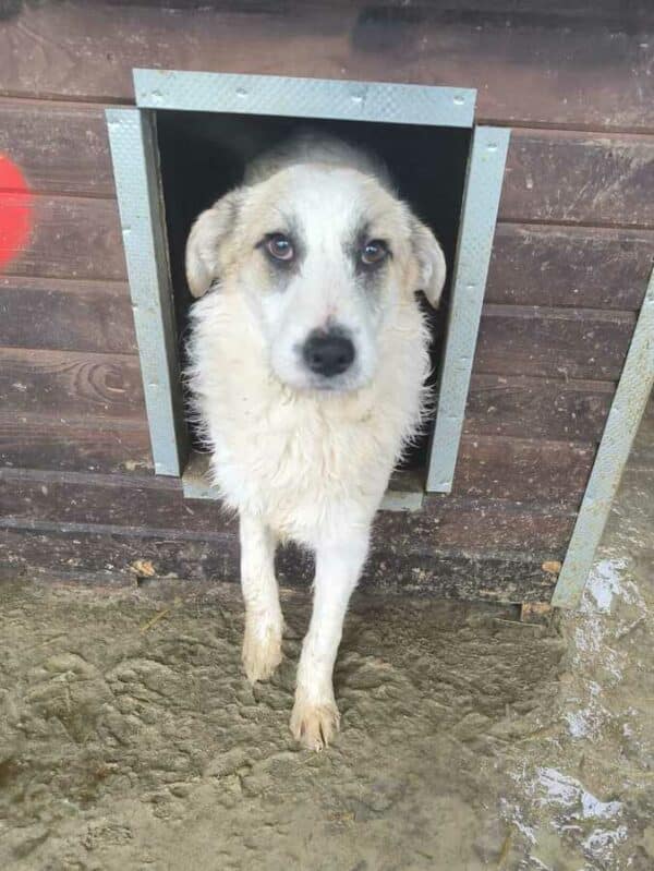 TASHIMA (♀) - ausgereist zu Tiere in Not Odenwald e.V. (PM) – Bild 6