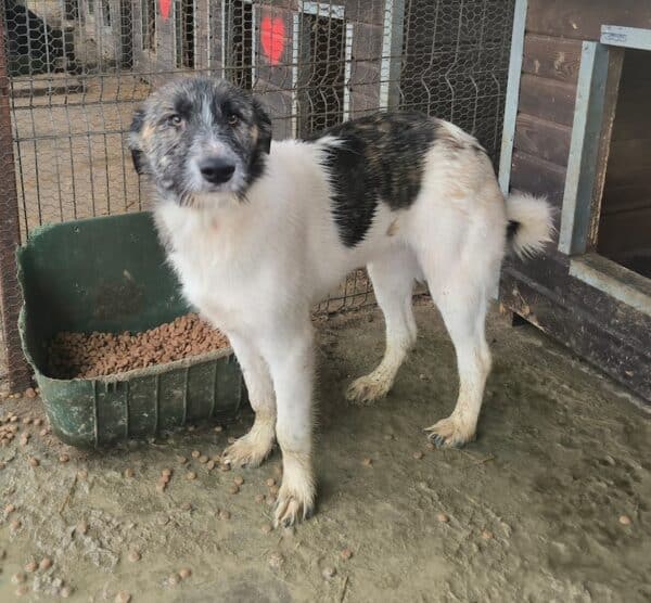 HAMMY (♂) - ausgereist zu Tiere in Not Odenwald e.V. (PM) – Bild 6