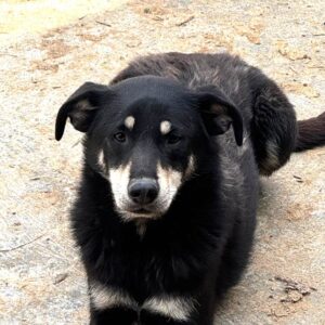FLOH (♂)