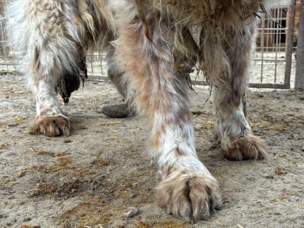 SALÜ (♂) - ausgereist zu Step by Paw (AL) – Bild 6