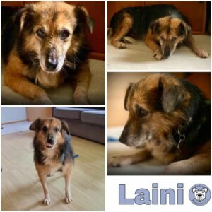 LAINI- Gnadenplatzhund seit dem 03.08.2024 - vermittelt