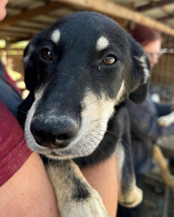 FLOH (♂) – Bild 5