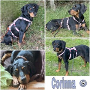 Corinna (♀) in 59823 Arnsberg - vermittelt