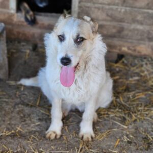 TASHIMA (♀) - ausgereist zu Tiere in Not Odenwald e.V. (PM)