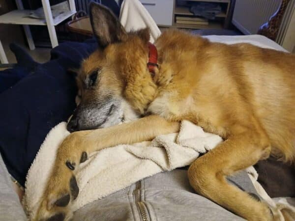 FREDDY - Gnadenplatzhund seit dem 14.09.2024 - RBB 02/2025 – Bild 4