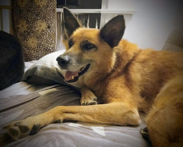 FREDDY - Gnadenplatzhund seit dem 14.09.2024 - RBB 02/2025 – Bild 2