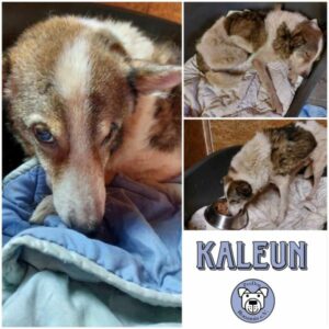 KALEUN- Gnadenplatzhund seit dem 17.08.2024 - RBB 07/2025