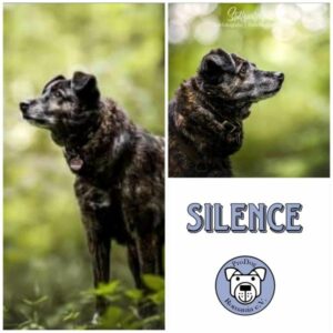 SILENCE - Gnadenplatzhund seit dem 23.07.2024 - RBB 11/24