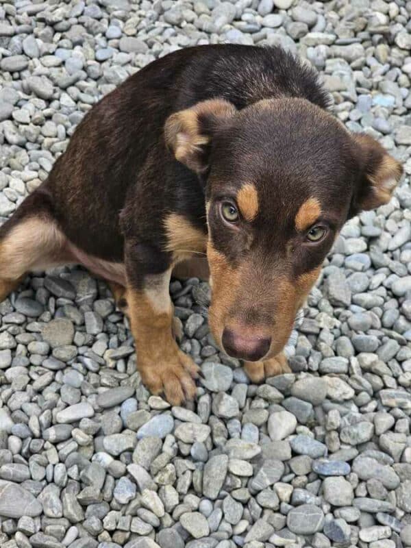 CRUSO (♂) - auf PS im PLZ Bereich 42 (NE) *ausgereist* - vermittelt – Bild 20