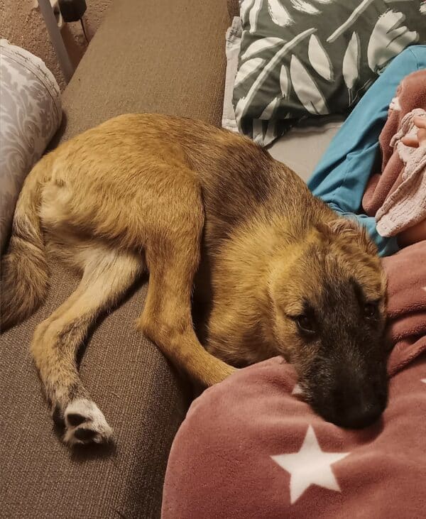 MANITO - Gnadenplatzhund seit dem 17.08.2024 - vermittelt – Bild 6