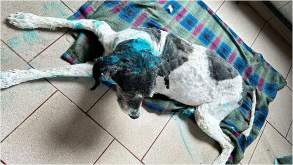 MOXI (♀) – Bild 11