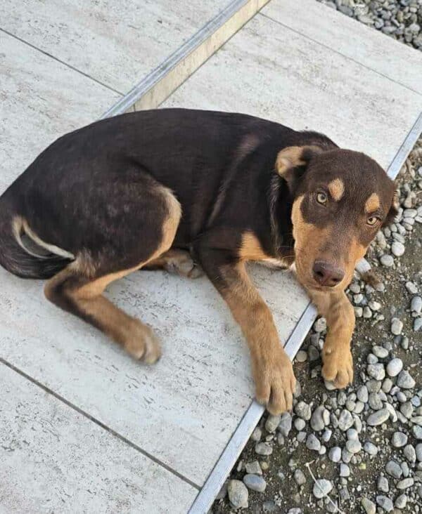 CRUSO (♂) - auf PS im PLZ Bereich 42 (NE) *ausgereist* - vermittelt – Bild 10
