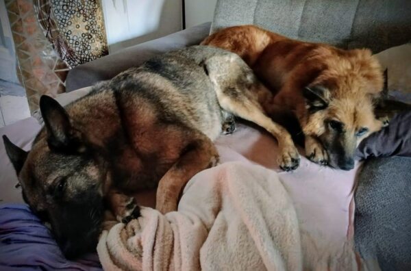 FREDDY - Gnadenplatzhund seit dem 14.09.2024 - RBB 02/2025 – Bild 3