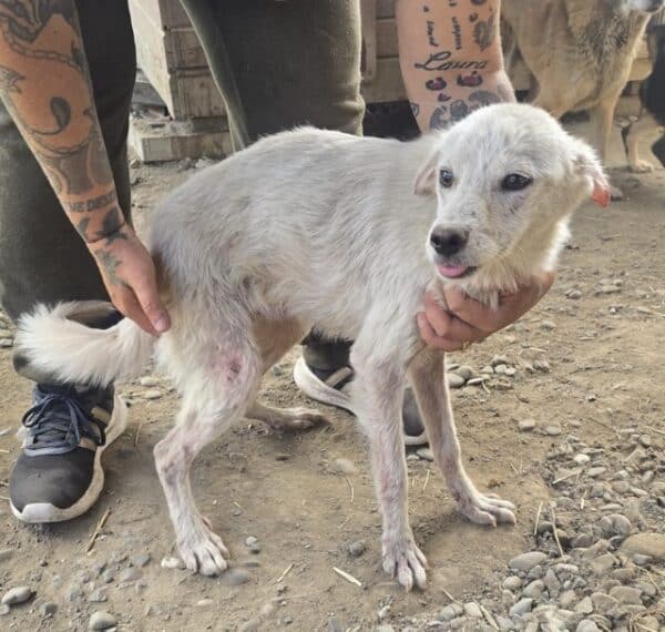 RICI (♂) - zu dünn, starke Hautprobleme - reserviert Tierhilfe Lebenswert DR - vermittelt – Bild 4