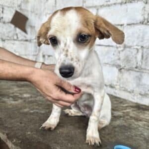 BABE (♀) - reserviert Tierhilfe Lebenswert DR - vermittelt
