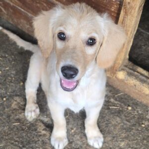 MALEO (♂) - reserviert Tierhilfe Lebenswert DR - vermittelt 27.09.24