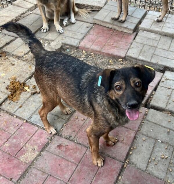 SITKA (♂) – Bild 3