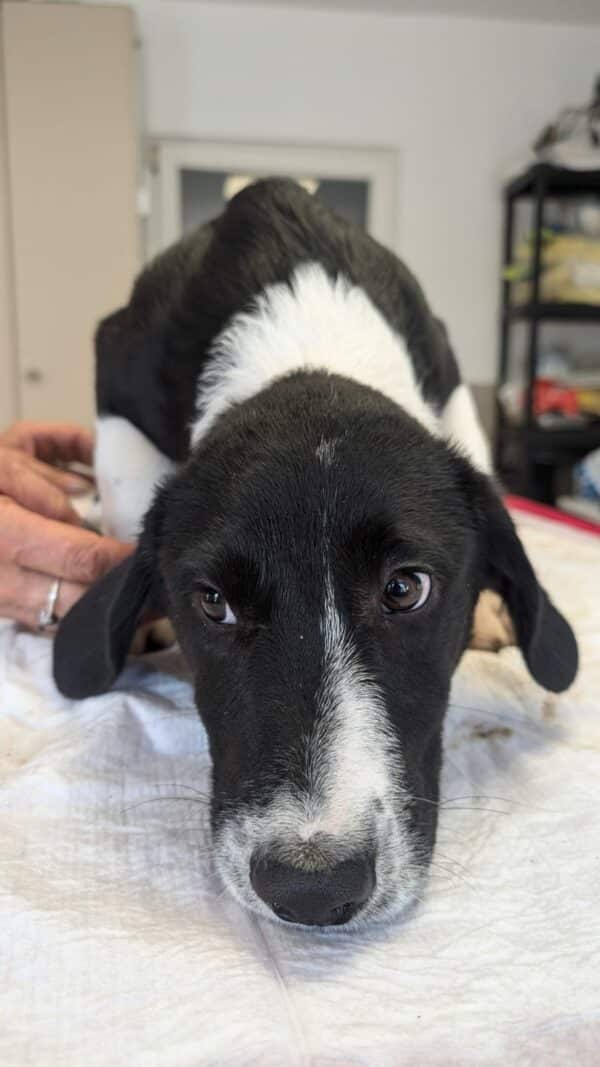 NAARO (♂) - geht im Kennel völlig unter - reserviert Step by Paw (AL 18.09.) – Bild 14