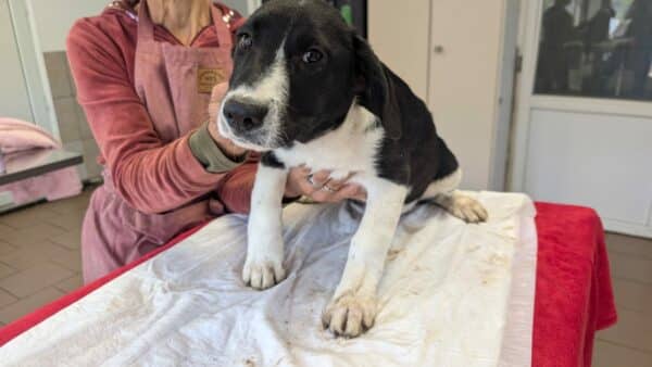 NAARO (♂) - geht im Kennel völlig unter - reserviert Step by Paw (AL 18.09.) – Bild 12