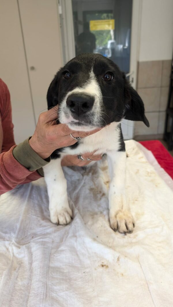 NAARO (♂) - geht im Kennel völlig unter - reserviert Step by Paw (AL 18.09.) – Bild 13