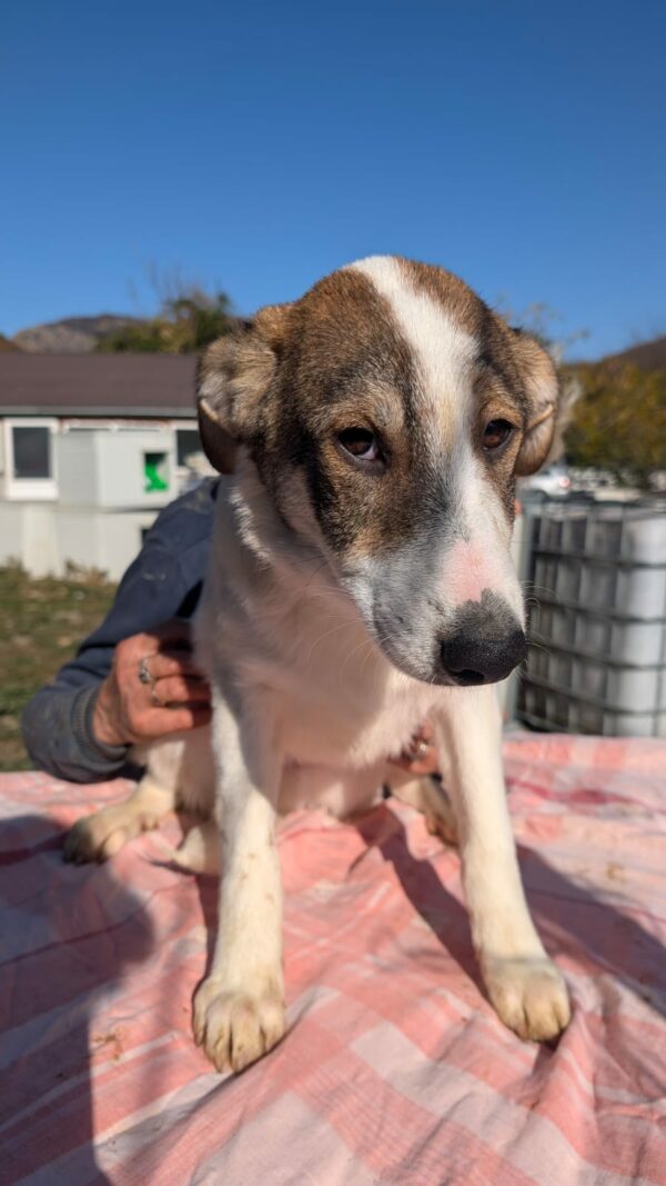 MAGS (♂) – Bild 4