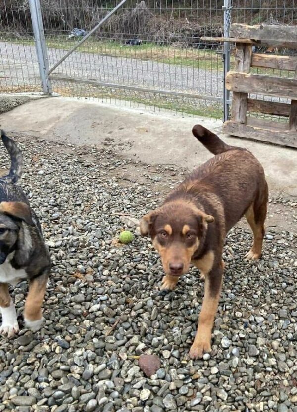 CRUSO (♂) - auf PS im PLZ Bereich 42 (NE) *ausgereist* - vermittelt – Bild 3