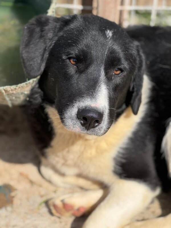 NAARO (♂) - geht im Kennel völlig unter - reserviert Step by Paw (AL 18.09.) – Bild 5