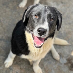NAARO (♂) - geht im Kennel völlig unter - reserviert Step by Paw (AL 18.09.)
