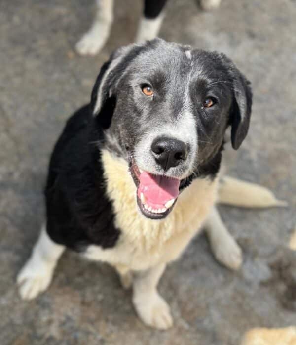 NAARO (♂) - geht im Kennel völlig unter - reserviert Step by Paw (AL 18.09.)