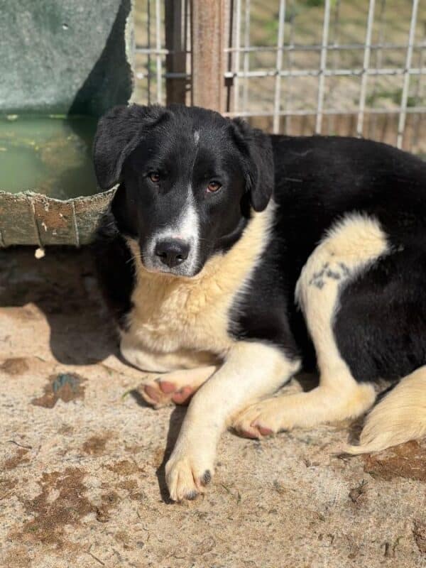 NAARO (♂) - geht im Kennel völlig unter - reserviert Step by Paw (AL 18.09.) – Bild 6