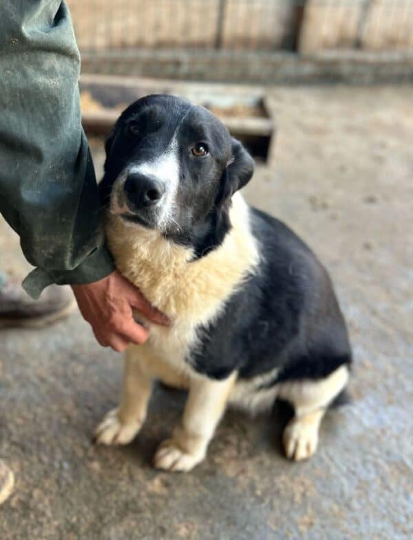 NAARO (♂) - geht im Kennel völlig unter - reserviert Step by Paw (AL 18.09.) – Bild 3