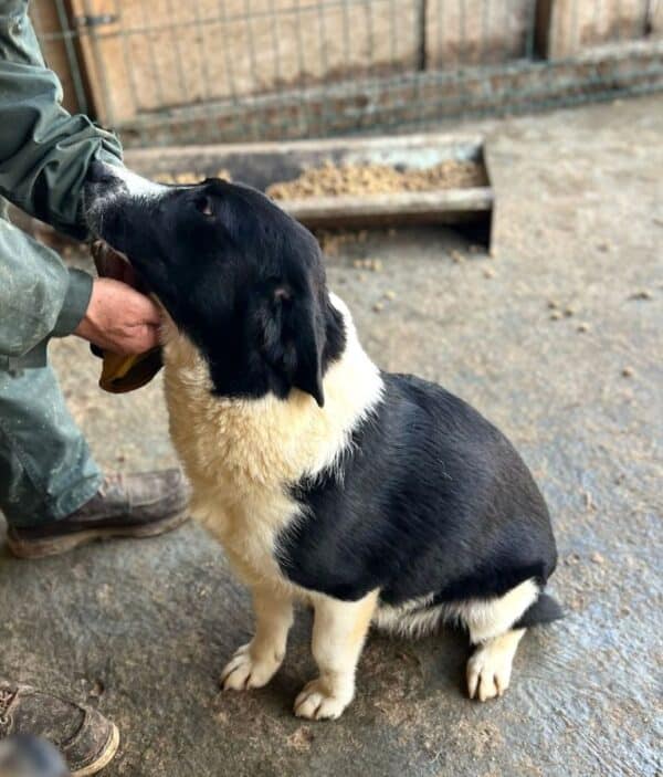 NAARO (♂) - geht im Kennel völlig unter - reserviert Step by Paw (AL 18.09.) – Bild 2