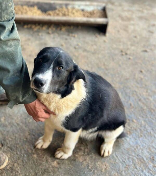 NAARO (♂) - geht im Kennel völlig unter - reserviert Step by Paw (AL 18.09.) – Bild 4